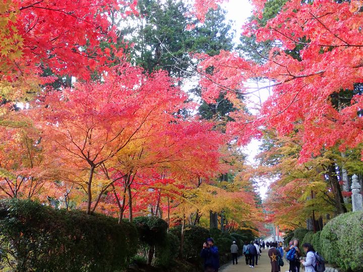 高野山の紅葉を11月上旬見に行きました 見どころや人少なめ穴場スポット きい散歩