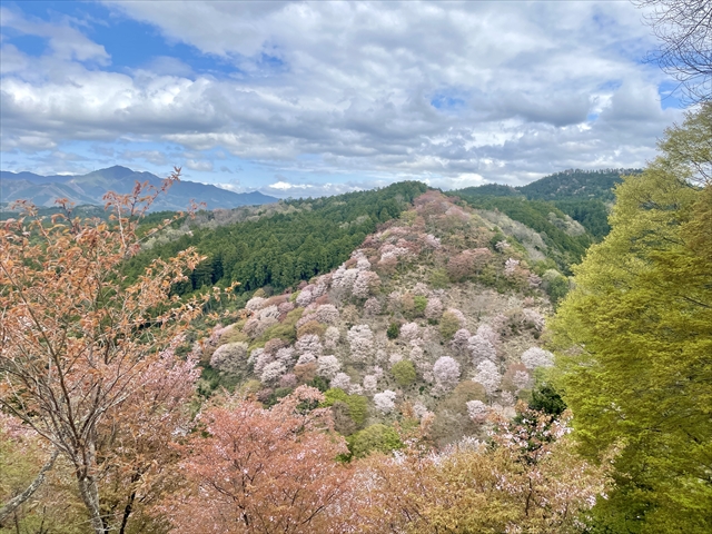 吉野山 下千本 桜