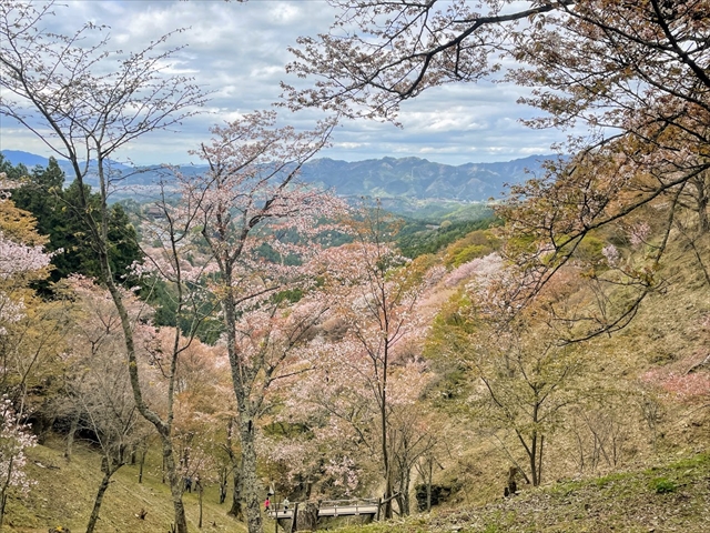 吉野山 桜 時間