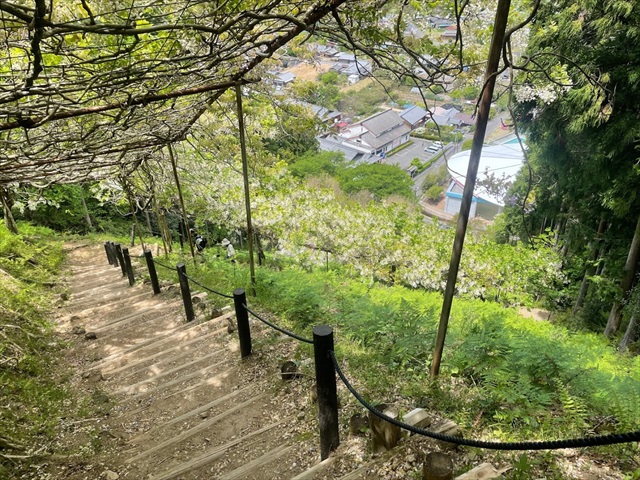 みやまの里森林公園 日本一長い藤棚ロードへ