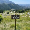 丸山千枚田 見頃